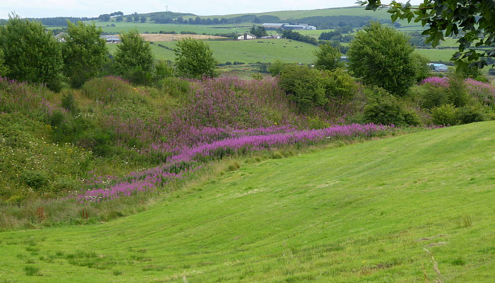 Rosebay Willowherb